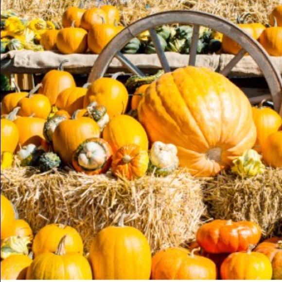 mixed brands Accessories - 🍁🍂bundle trade🎃🍁